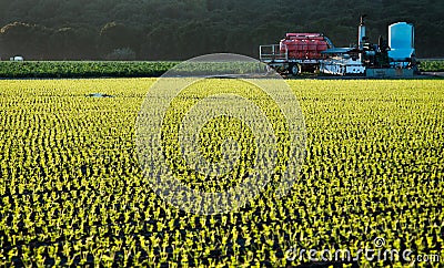 Fields of Seedlings Stock Photo