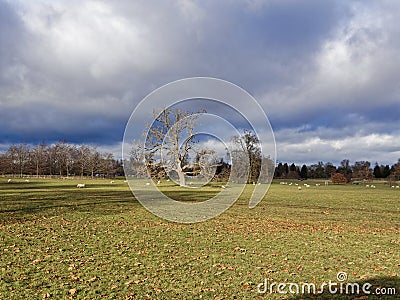 Field of Sheep. Green pastures in England. Stock Photo