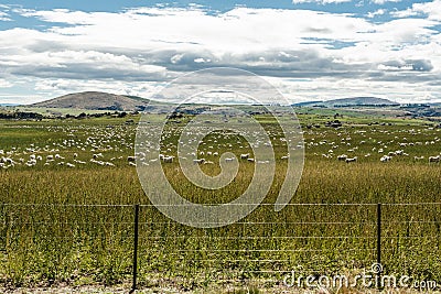Field of Sheep in New Zealand Stock Photo