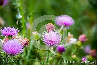 Field with Silybum marianum (Milk Thistle). Stock Photo