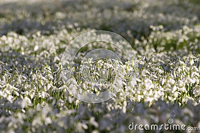 Field of snowdrops Stock Photo