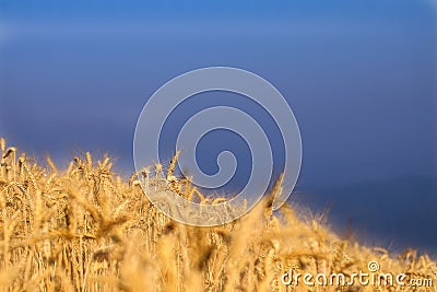 Field of spicas view Stock Photo
