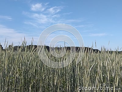 A field with spikelets against a background of forest and blue clear sky Stock Photo
