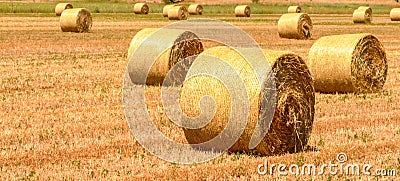 A field with straw bales after harvest Stock Photo