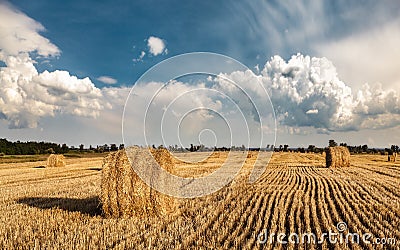 A field of straw bales Stock Photo