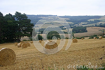 Field with straw bales Stock Photo