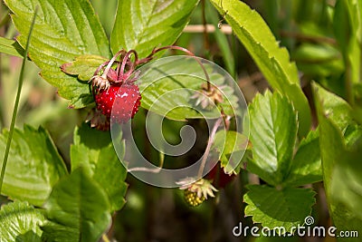 field strawberries, wild strawberries ripe beautiful red juicy Stock Photo