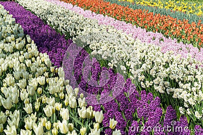 The field striped by red tulips, purple and pink hyacints, white and yellow dafodils in spring sunny day in Holland Stock Photo