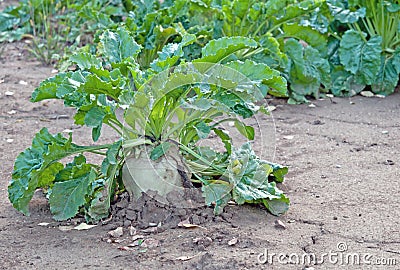 Field sugar beet Stock Photo