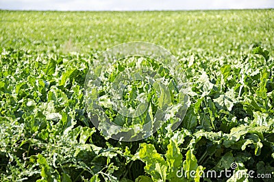 A field of sugar beet plants Stock Photo