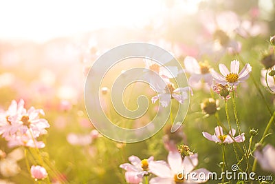 Field of summer pink and white flowers in the warm sunlight Stock Photo