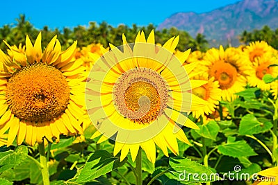 Field of sunflower blue sky with mountains Stock Photo