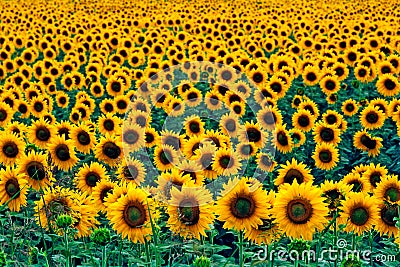 Field of sunflowers Stock Photo