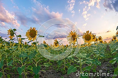 Field with sunflowers Stock Photo