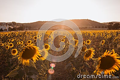 Field of sunflowers on a background sunset at summer day Stock Photo