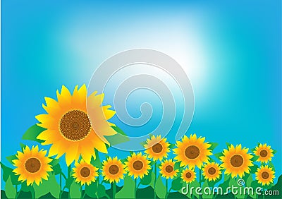 A field of sunflowers and a clear sky Vector Illustration