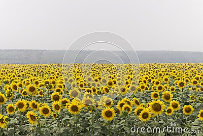 Field of sunflowers on foggy day. Blooming sunflowers meadow in haze. Summer landscape. Stock Photo