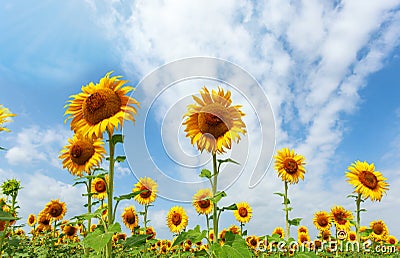 Field of sunflowers in full spring bloom with bee pollination Stock Photo