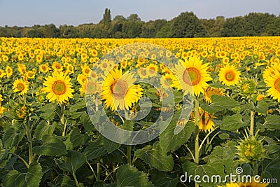 Sunflower field in Alsace in summer time Stock Photo