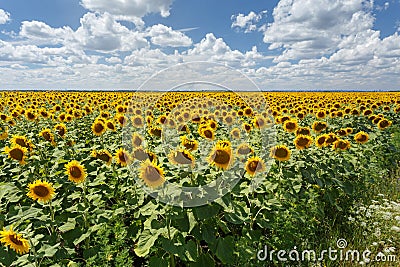Field of sunflowers near the meadow Stock Photo