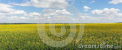 Field of sunflowers panorama landscape. Bright blooming sunflowers meadow against blue sky with clouds. Sunny summer landscape. Stock Photo