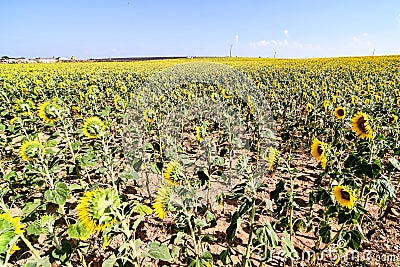 field of sunflowers, photo as a background Stock Photo
