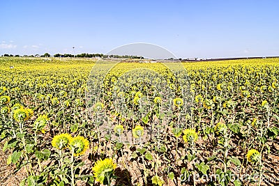 field of sunflowers, photo as a background Stock Photo