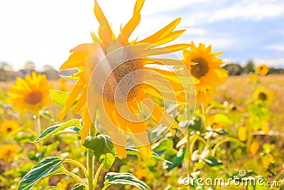Field sunflowers summer closeup beautiful yellow flower sun Stock Photo