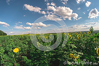 Field of sunflowers on a summer day, a fisheye landscape. Stock Photo