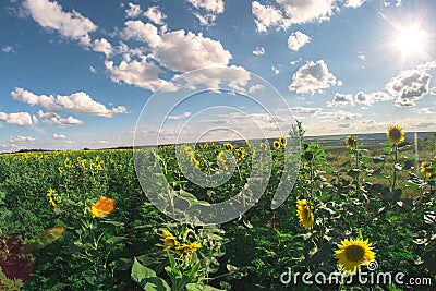 Field of sunflowers on a summer day, a fisheye landscape. Stock Photo