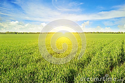 Field, sunrise and blue sky Stock Photo