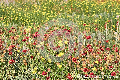 A Field of Texas Wildflowers - Indian Blanket or Fire Wheel plus Pink Evening Primrose and Others. Gaillardia Stock Photo