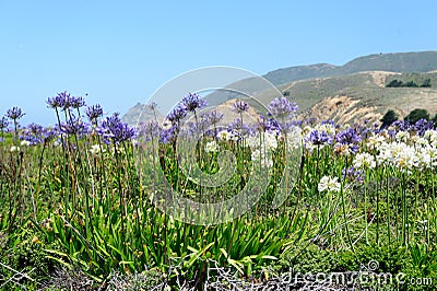 A field of Triteleia laxa Stock Photo