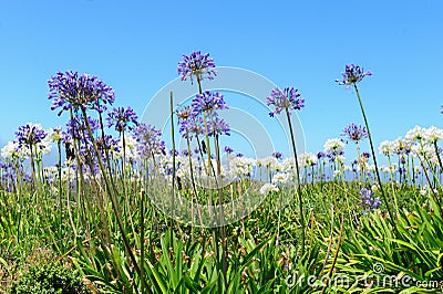 A field of Triteleia laxa Stock Photo