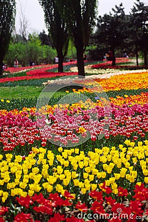 field of tulips Stock Photo