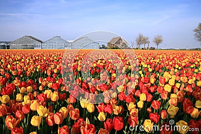 Field of tulips Stock Photo
