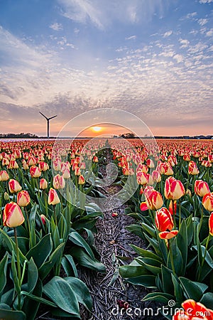 Field of tulips with cloudy sky in HDR Stock Photo