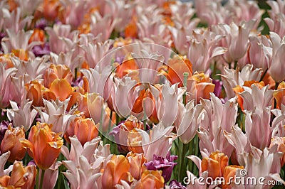 Field of tulips Stock Photo