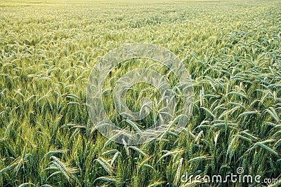 Field with unripe green wheat - abstract agriculture background Stock Photo