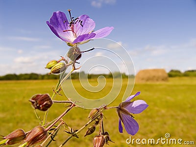 Field violet flowers Stock Photo