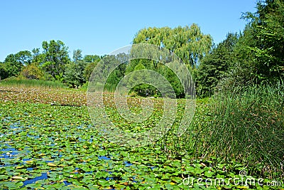 Field of water lilies. Editorial Stock Photo