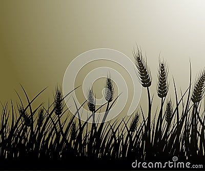 Field of wheat Vector Illustration