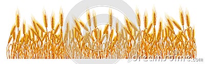 Field of wheat Vector Illustration