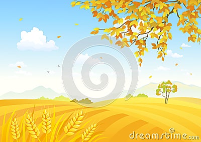 Field of wheat background Vector Illustration