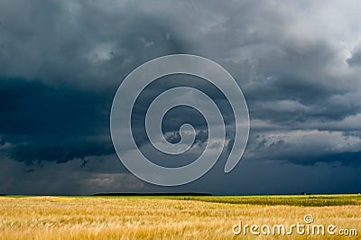 Field with wheat and cloudy sky Stock Photo