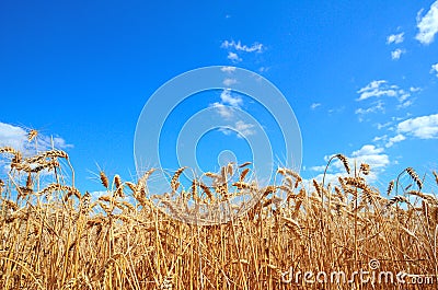 Field wheat ears on a background cloudy sky summer day Stock Photo