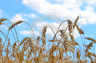 Field wheat ears on a background cloudy sky summer day Stock Photo