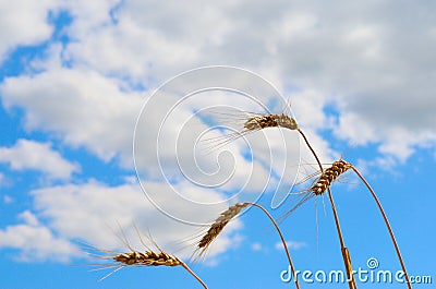 Field wheat ears on a background cloudy sky summer day Stock Photo