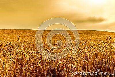 Rye-Field Of Wheat Stock Photo