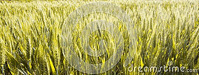 Field of wheat, fresh plant Stock Photo